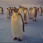 BucketList + See A Emperor Penguin In ... = ✓