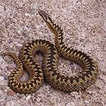 BucketList + Catch A Snake = ✓