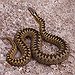 BucketList + Catch A Snake = ✓