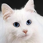 BucketList + Adopt An Animal From A ... = ✓