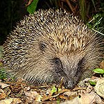 BucketList + Own A Hedgehog = ✓