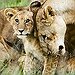 BucketList + Own A Exotic Animal As ... = ✓