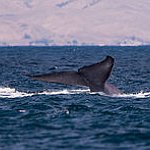 BucketList + See A Blue Whale\ = ✓
