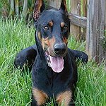 BucketList + Own A Doberman = ✓