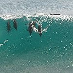 BucketList + Kayak With Dolphins = ✓