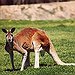 BucketList + Visit Austrailia And See A ... = ✓