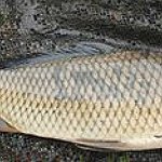 BucketList + Catch A 20Lb Carp = ✓