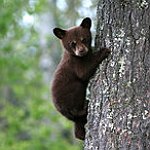 BucketList + Give A Bear A Hug = ✓