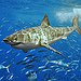 BucketList + Swim With The Sharks = ✓