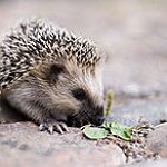 BucketList + Have A Mini Pet Hedgehog/Micro-Pig = ✓