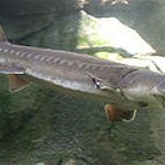 BucketList + Fish For Sturgeon And Catch ... = ✓
