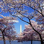 BucketList + See The Cherry Blossoms In ... = ✓