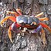 BucketList + Go Crabbing = ✓