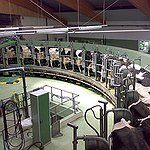 BucketList + Milking Cows = ✓