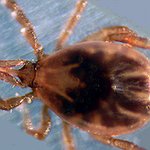 BucketList + Go Into Remission For Lyme ... = ✓