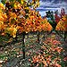 BucketList + Drink Wine In Napa Valley = ✓