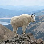 BucketList + Go Hunting For Mountain Goat. = ✓