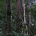 BucketList + See The Rainforest = ✓