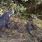 BucketList + Wrestle An Alligator = ✓