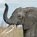BucketList + Go Ride An Elephant :) = ✓