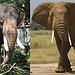 BucketList + Work In An Elephant Orphanage = ✓