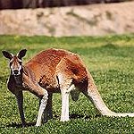 BucketList + Fight A Kangaroo = ✓