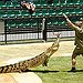 BucketList + Go To Steve Irwin's Zoo = ✓