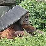 BucketList + Volunteer With Orangutans = ✓