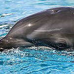 BucketList + Swim With A Dolphin-Mexico = ✓