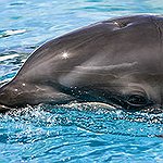BucketList + Kiss A Dolphin = ✓