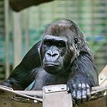 BucketList + Gorilla Trekking In Africa = ✓
