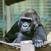 BucketList + Gorilla Trekking In Africa = ✓