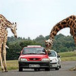 BucketList + Go To All The Zoo's ... = ✓