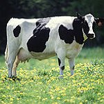 BucketList + I Want To Milk A ... = ✓