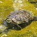 BucketList + Own A Pet Turtle = ✓