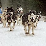 BucketList + Drive A Dog Sled. = ✓