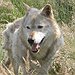 BucketList + Meet A Wolf = ✓