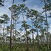 BucketList + Florida: Visit Everglades = ✓