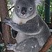 BucketList + Cuddle A Koala Bear In ... = ✓