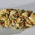 BucketList + Go To The Cannabis Cup = ✓