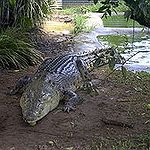 BucketList + Cage Dive With Crocodiles In ... = ✓