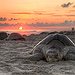 BucketList + Hold A Sea Turtle = ✓