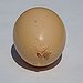 BucketList + Egg Someone's House = ✓