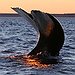 BucketList + See A Whale = ✓
