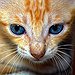BucketList + Have A Cat = ✓