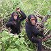BucketList + Hold A Baby Chimpanzee = ✓