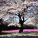 BucketList + Attend The Cherry Blosson Festival ... = ✓