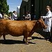 BucketList + Get A Dexter Cow = ✓