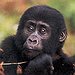 BucketList + Visit The Gorillas In The ... = ✓