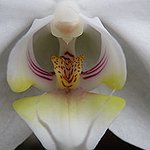 BucketList + Learn How To Grow Orchids = ✓